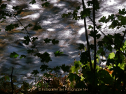 Fotowalk Schwarzbach Okriftel - Fotografin Anne Jeuk