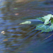 Fotowalk Schwarzbach Okriftel - Fotografin Anne Jeuk