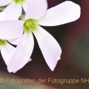 Fotowalk Palmengarten - Fotograf Albert Wenz