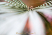 Fotowalk Palmengarten - Fotograf Joachim Clemens