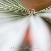 Fotowalk Palmengarten - Fotograf Joachim Clemens