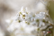 Fotowalk Palmengarten - Fotograf Joachim Clemens