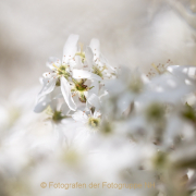Fotowalk Palmengarten - Fotograf Joachim Clemens