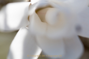 Fotowalk Palmengarten - Fotograf Joachim Clemens