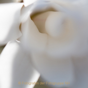 Fotowalk Palmengarten - Fotograf Joachim Clemens