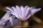 Fotowalk Palmengarten - Fotograf Joachim Clemens