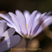 Fotowalk Palmengarten - Fotograf Joachim Clemens