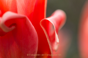 Fotowalk Palmengarten - Fotografin Jutta R. Buchwald