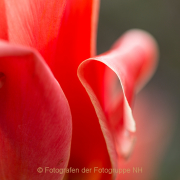Fotowalk Palmengarten - Fotografin Jutta R. Buchwald