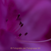 Fotowalk Palmengarten - Fotografin Jutta R. Buchwald