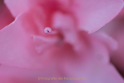 Fotowalk Palmengarten - Fotografin Jutta R. Buchwald