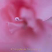 Fotowalk Palmengarten - Fotografin Jutta R. Buchwald