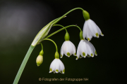 Fotowalk Palmengarten - Fotografin Jutta R. Buchwald