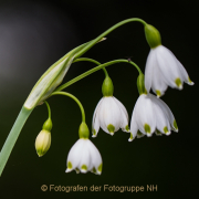 Fotowalk Palmengarten - Fotografin Jutta R. Buchwald