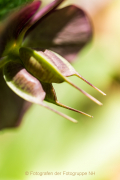 Fotowalk Palmengarten - Fotografin Jutta R. Buchwald