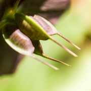 Fotowalk Palmengarten - Fotografin Jutta R. Buchwald