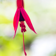 Fotowalk Palmengarten - Fotografin Jutta R. Buchwald
