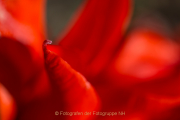 Fotowalk Palmengarten - Fotografin Jutta R. Buchwald