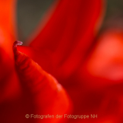 Fotowalk Palmengarten - Fotografin Jutta R. Buchwald