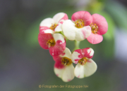 Fotowalk Palmengarten - Fotograf Helmut Joa