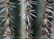 Fotowalk Palmengarten - Fotograf Helmut Joa