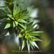 Fotowalk Palmengarten - Fotograf Helmut Joa