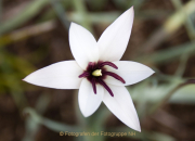 Fotowalk Palmengarten - Fotograf Helmut Joa