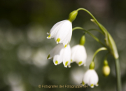 Fotowalk Palmengarten - Fotograf Helmut Joa