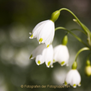 Fotowalk Palmengarten - Fotograf Helmut Joa