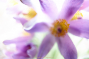 Fotowalk Palmengarten - Fotograf Thomas Stähler