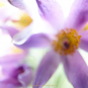 Fotowalk Palmengarten - Fotograf Thomas Stähler
