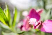 Fotowalk Palmengarten - Fotograf Thomas Stähler
