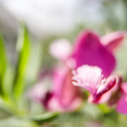 Fotowalk Palmengarten - Fotograf Thomas Stähler