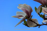 Fotowalk Palmengarten - Fotograf Joachim Würth