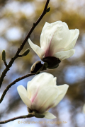 Fotowalk Palmengarten - Fotograf Joachim Würth