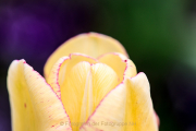 Fotowalk Palmengarten - Fotograf Joachim Würth