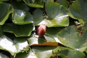 Industrie und Natur, Wassergarten Reden - Fotografin Christa Zimmermann