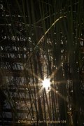 Industrie und Natur, Wassergarten Reden - Fotografin Jutta R. Buchwald