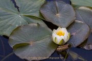 Industrie und Natur, Wassergarten Reden - Fotografin Jutta R. Buchwald