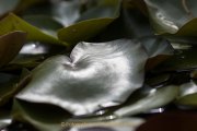 Industrie und Natur, Wassergarten Reden - Fotografin Jutta R. Buchwald