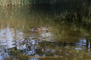 Industrie und Natur, Wassergarten Reden - Fotograf Werner Ch. Buchwald