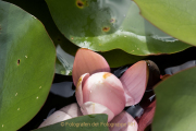 Industrie und Natur, Wassergarten Reden - Fotograf Werner Ch. Buchwald