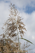Industrie und Natur, Wassergarten Reden - Fotograf Werner Ch. Buchwald
