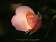 Fotowalk Rosenblüte in Eltville - Fotografin Anne Jeuk