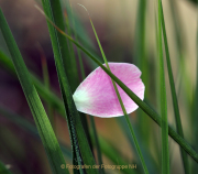 Fotowalk Rosenblüte in Eltville - Fotografin Anne Jeuk