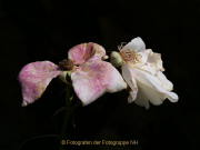 Fotowalk Rosenblüte in Eltville - Fotografin Anne Jeuk
