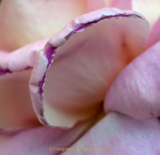 Fotowalk Rosenblüte in Eltville - Fotografin Anne Jeuk
