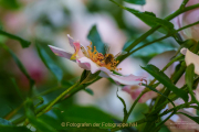 Fotowalk Rosenblüte in Eltville - Fotograf Clemens Schnitzler