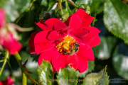 Fotowalk Rosenblüte in Eltville - Fotograf Clemens Schnitzler