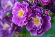 Fotowalk Rosenblüte in Eltville - Fotograf Clemens Schnitzler